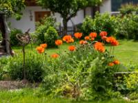Gruppe Türkischer Mohn in einem Garten